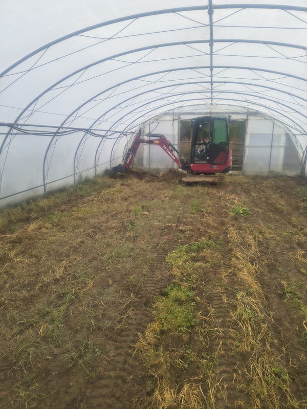 Minikoparka Yanmar wjeżdża do tunelu foliowego przed zdjęciem gruntu pod siatkę przeciw kretom